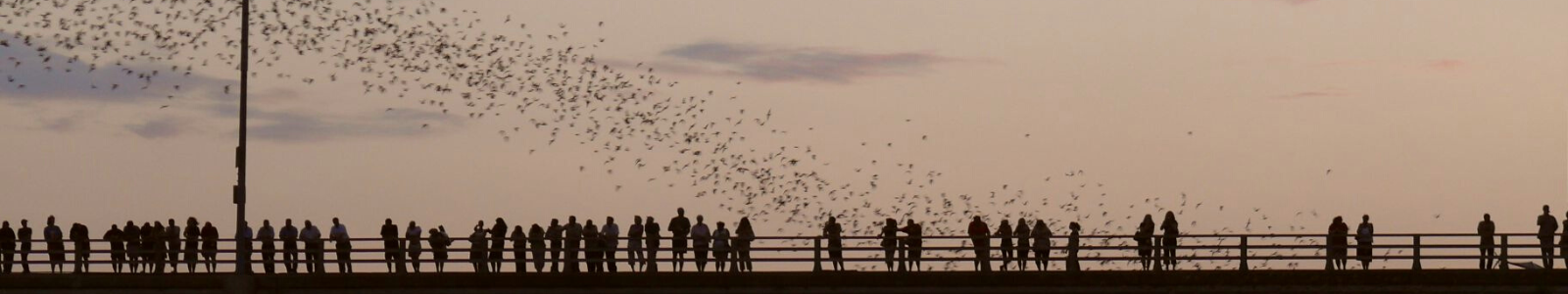 Congress Ave Bridge Bats